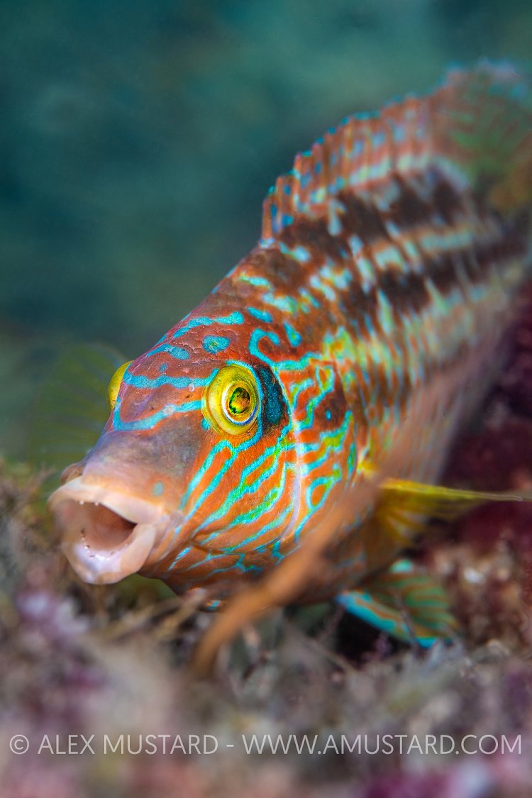 Corkwing Tends Nest, UK