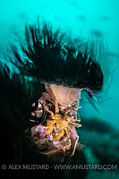 Crab With Anemone, UK