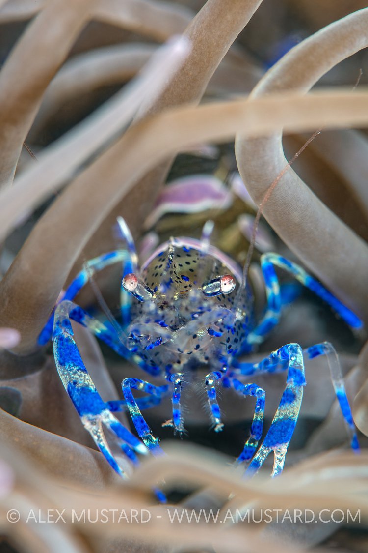 Snakelocks Shrimp Portrait, UK