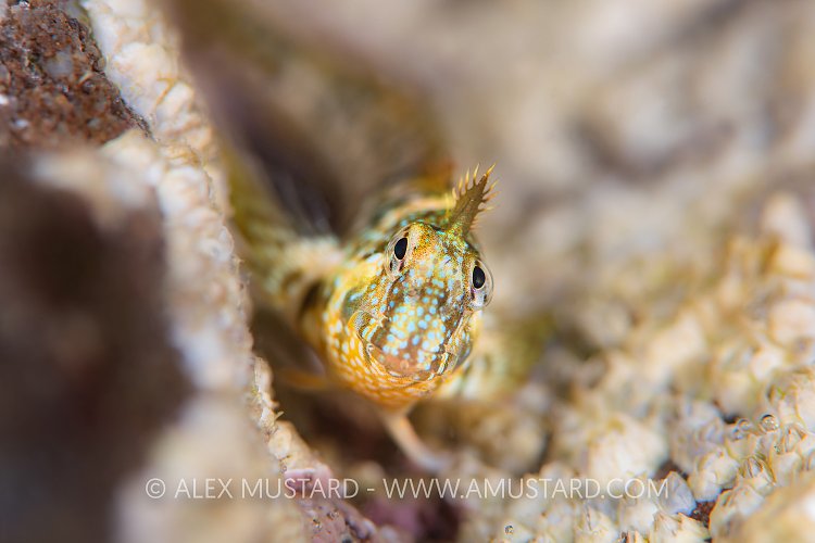 Montague Blenny, UK