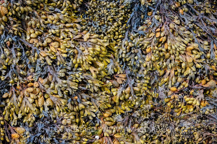 Spiral Wrack Detail, UK
