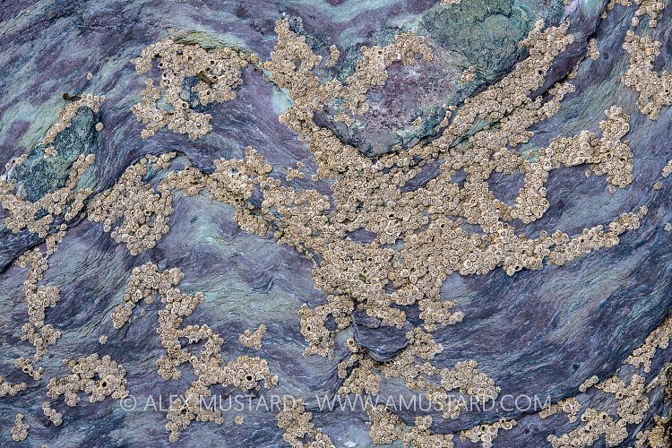 Barnacles On Rocks, UK