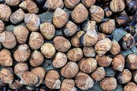 Periwinkle Snails, UK