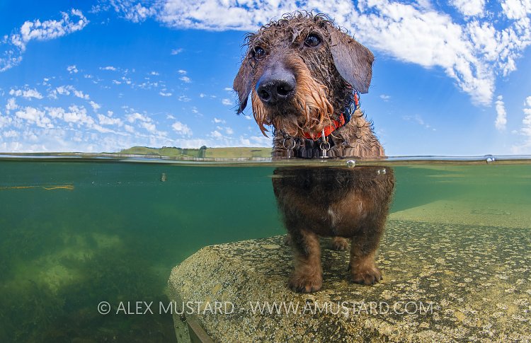 Dog In The Sea, UK