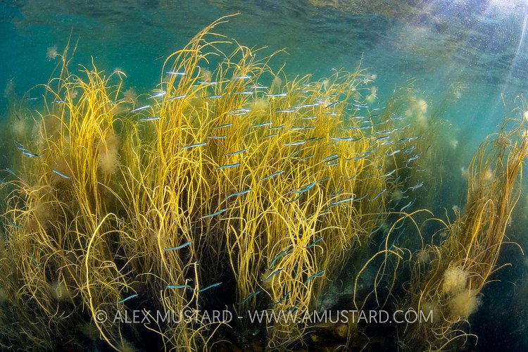 Sandeels In Seaweed, UK