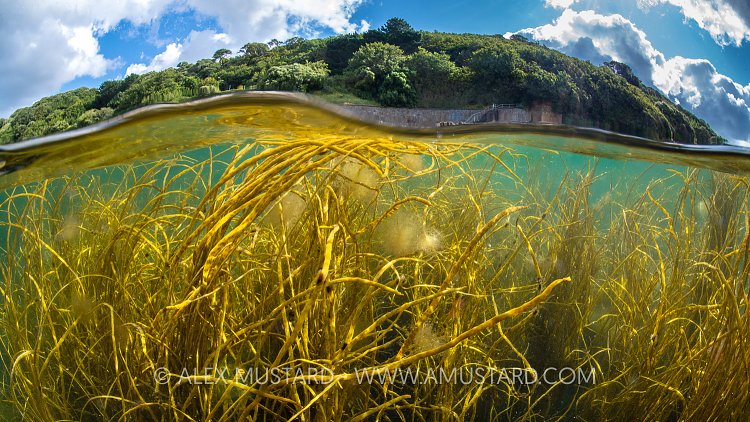 Thongweed Scene Split Level, UK
