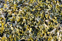 Spiral Wrack Detail, UK