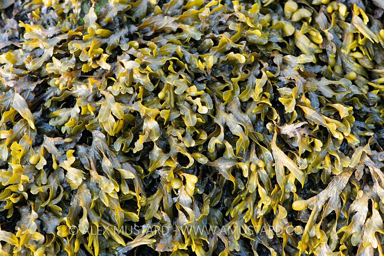 Spiral Wrack Detail, UK