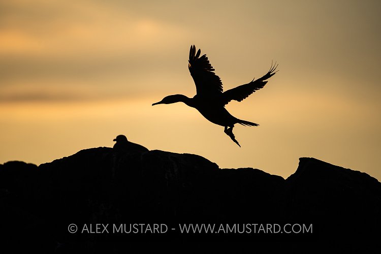 Shag Silhouette At Sunset, UK