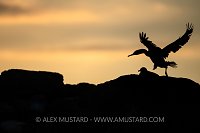 Shag Silhouette At Sunset, UK