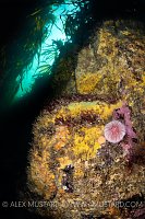 Urchin Beneath Kelp Forest, UK