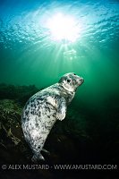 Grey Seal With Sun, UK