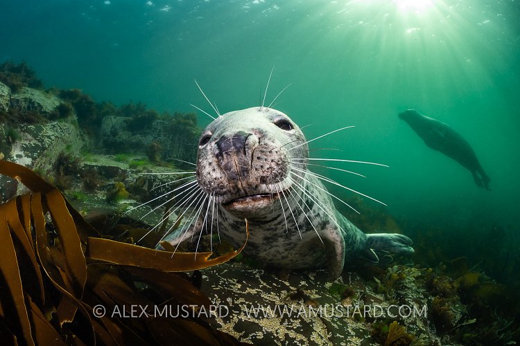 Seal Portrait, UK