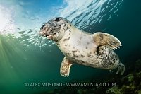 Seal Portrait, UK