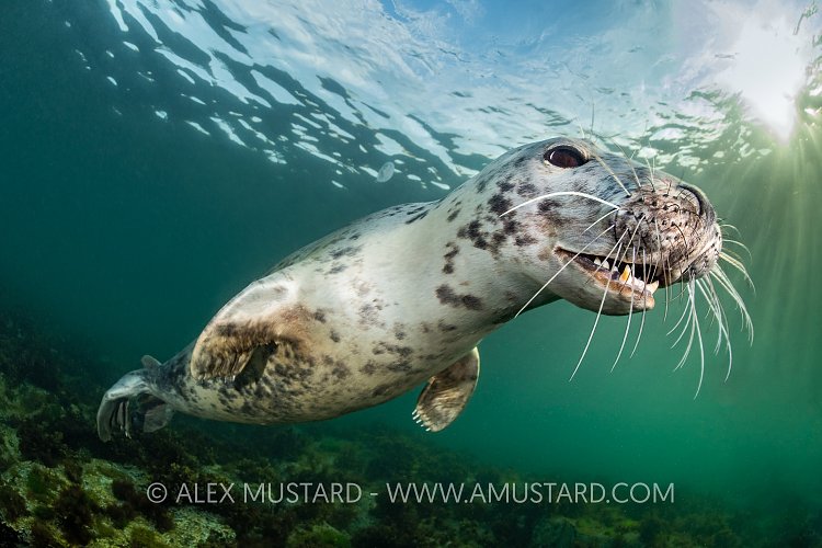 Seal Portrait, UK