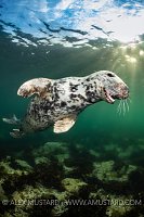 Seal Portrait, UK