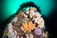 North Sea Reef Scene, UK
