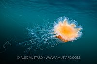 Lion's Mane Medusa, UK