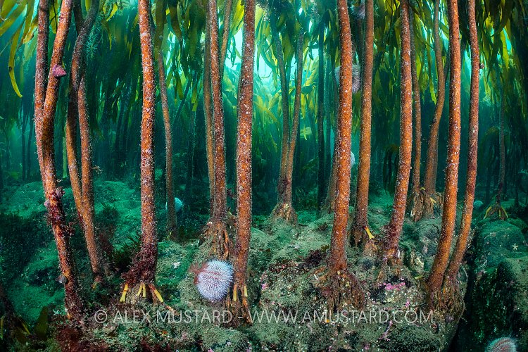 Kelp Forest With Grazing Urchin, UK