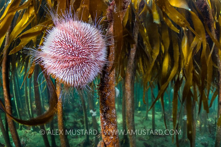 Urchin Grazes On Kelp, UK