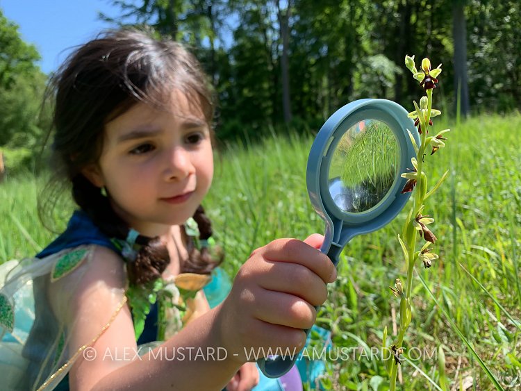 Girl Looking At Fly Orchid, UK
