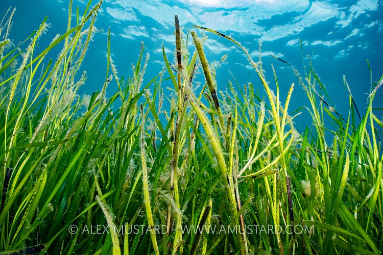 Sea Grass And Surface, UK