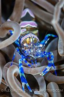 Snakelocks Shrimp, UK