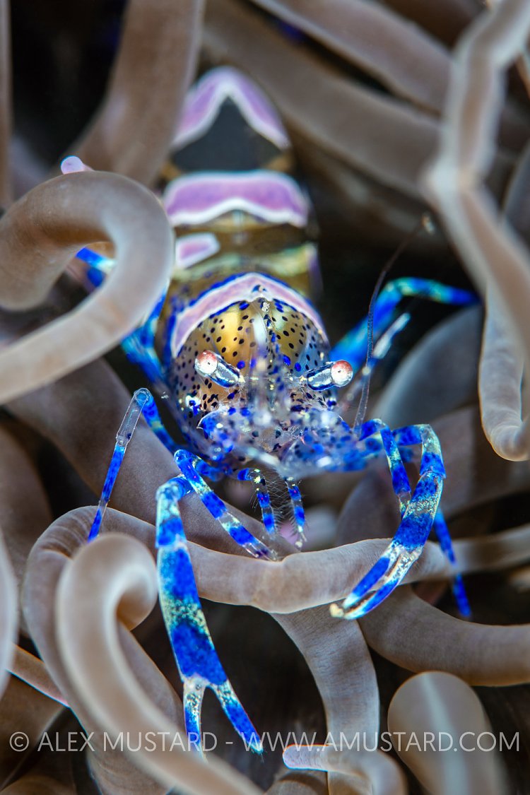 Snakelocks Shrimp, UK