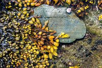 Rockpool Weeds, UK