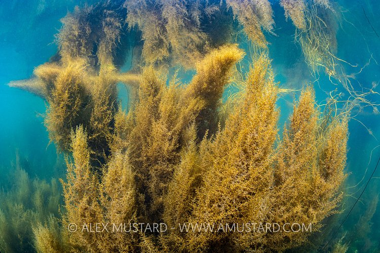Wireweed Reflections, UK