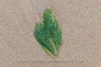 Algae Impression, UK