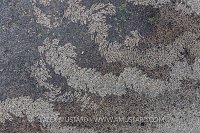 Limpet Grazing Scars, UK