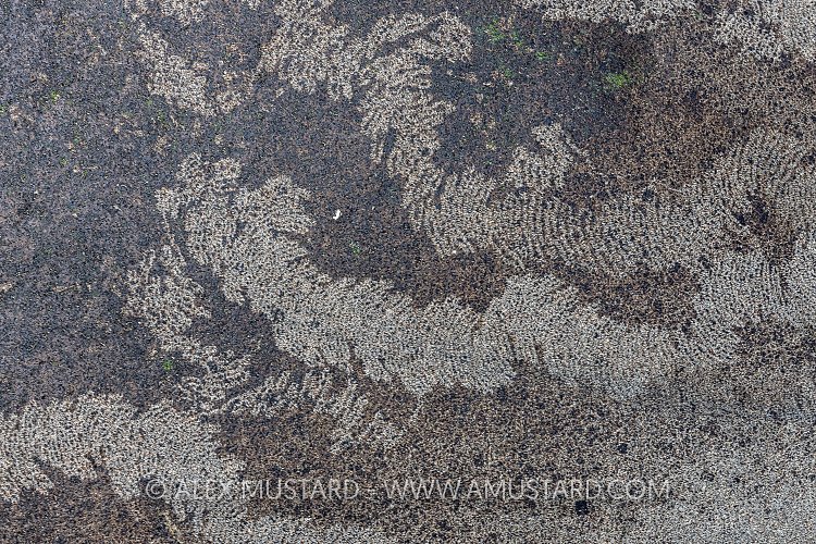 Limpet Grazing Scars, UK