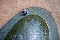 Periwinkle Pattern, UK