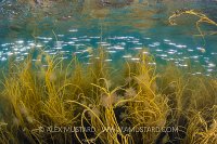Sandeels In Weeds, UK