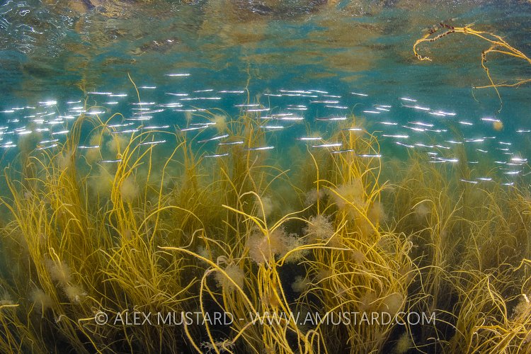 Sandeels In Weeds, UK