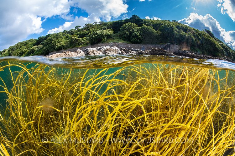 Seaweeds And Cliffs, UK