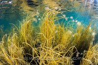 Seaweeds In Shallows, UK