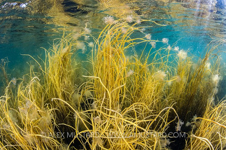 Seaweeds In Shallows, UK