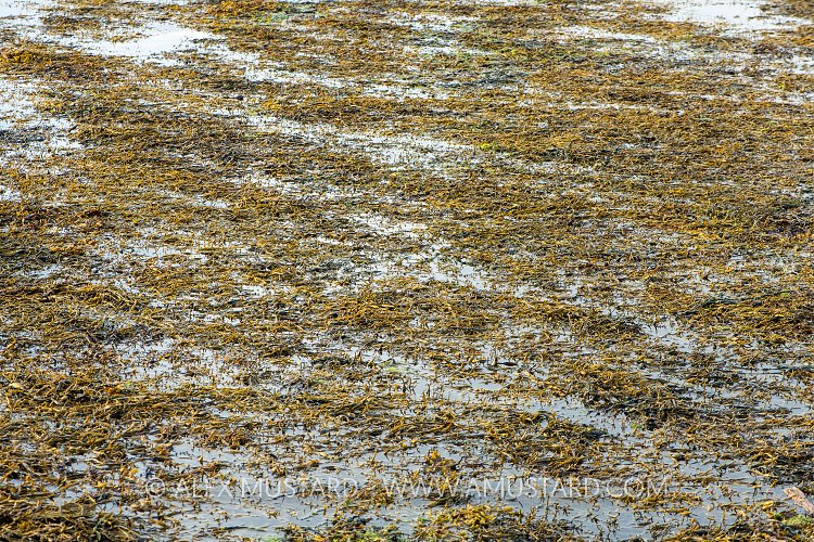 Seaweed At The Surface, UK