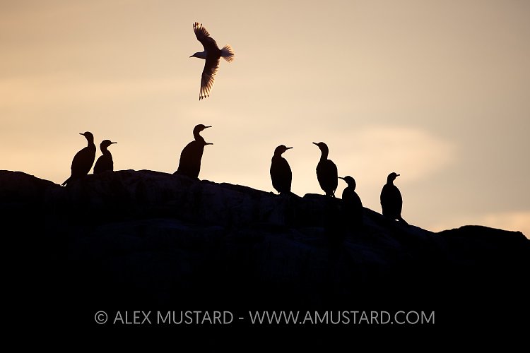 Shags Silhouette, UK