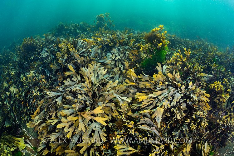 Seaweed, UK.