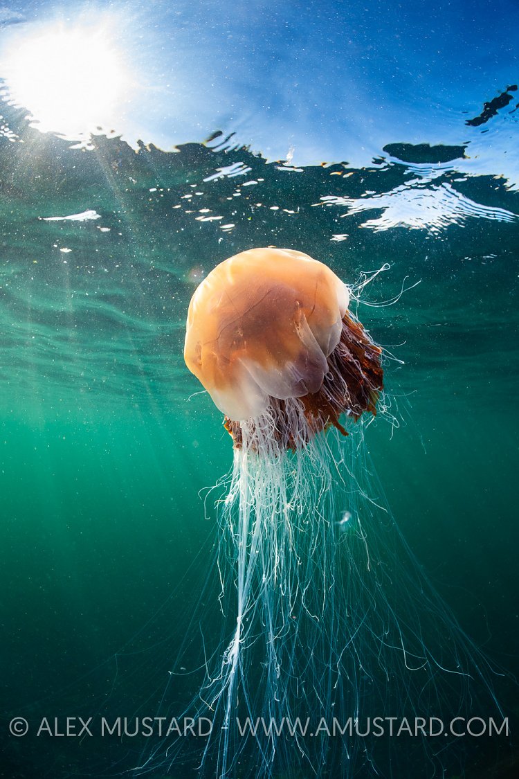 Lion's Mane Medusa, UK