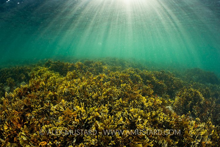 Seaweed And Sunburst, UK