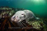 Grey Seal Resting, UK