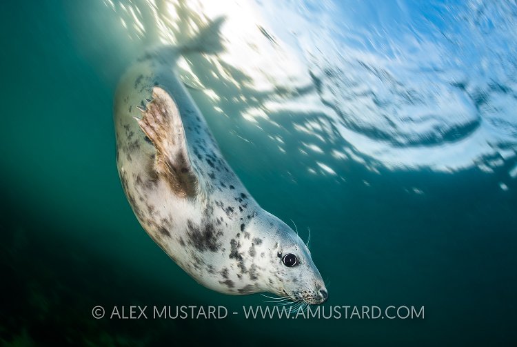 Speeding Grey Seal, UK