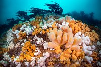 Colourful Scottish Scenery, UK