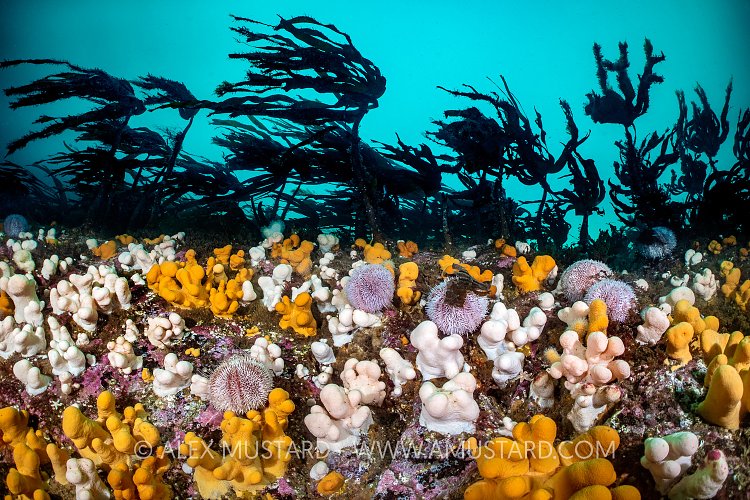 Colourful Life Beneath Kelp, UK