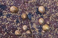Limpets And Barnacles, UK.