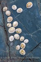 Limpet Constellation, UK